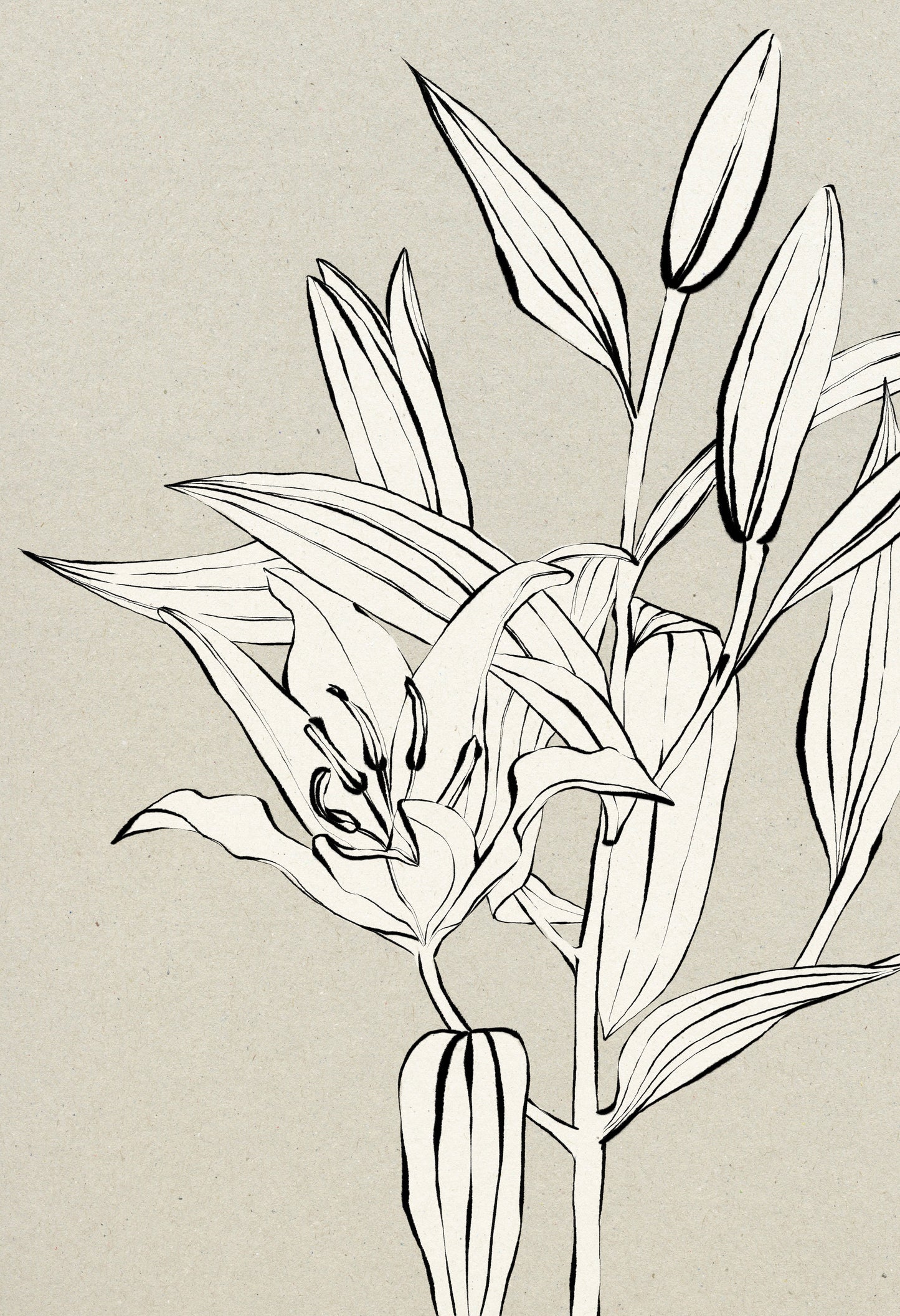 'Lily 3' Digital Download, Color Neutral