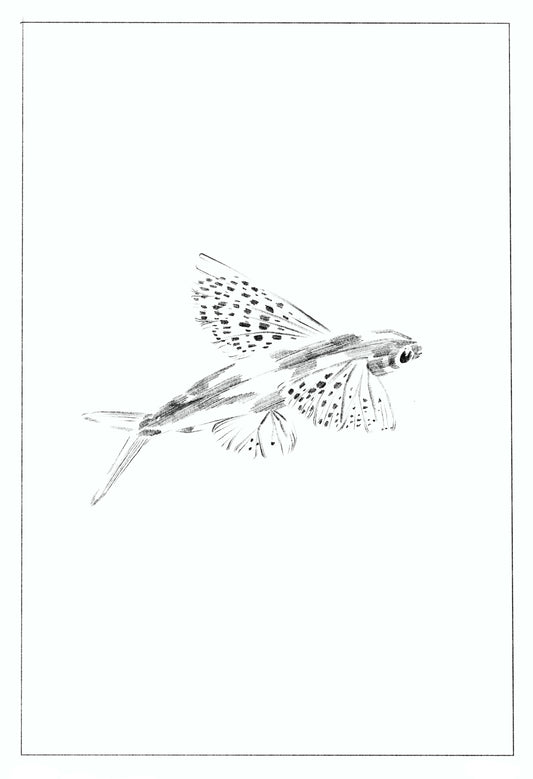 'Flying Fish' Digital Download