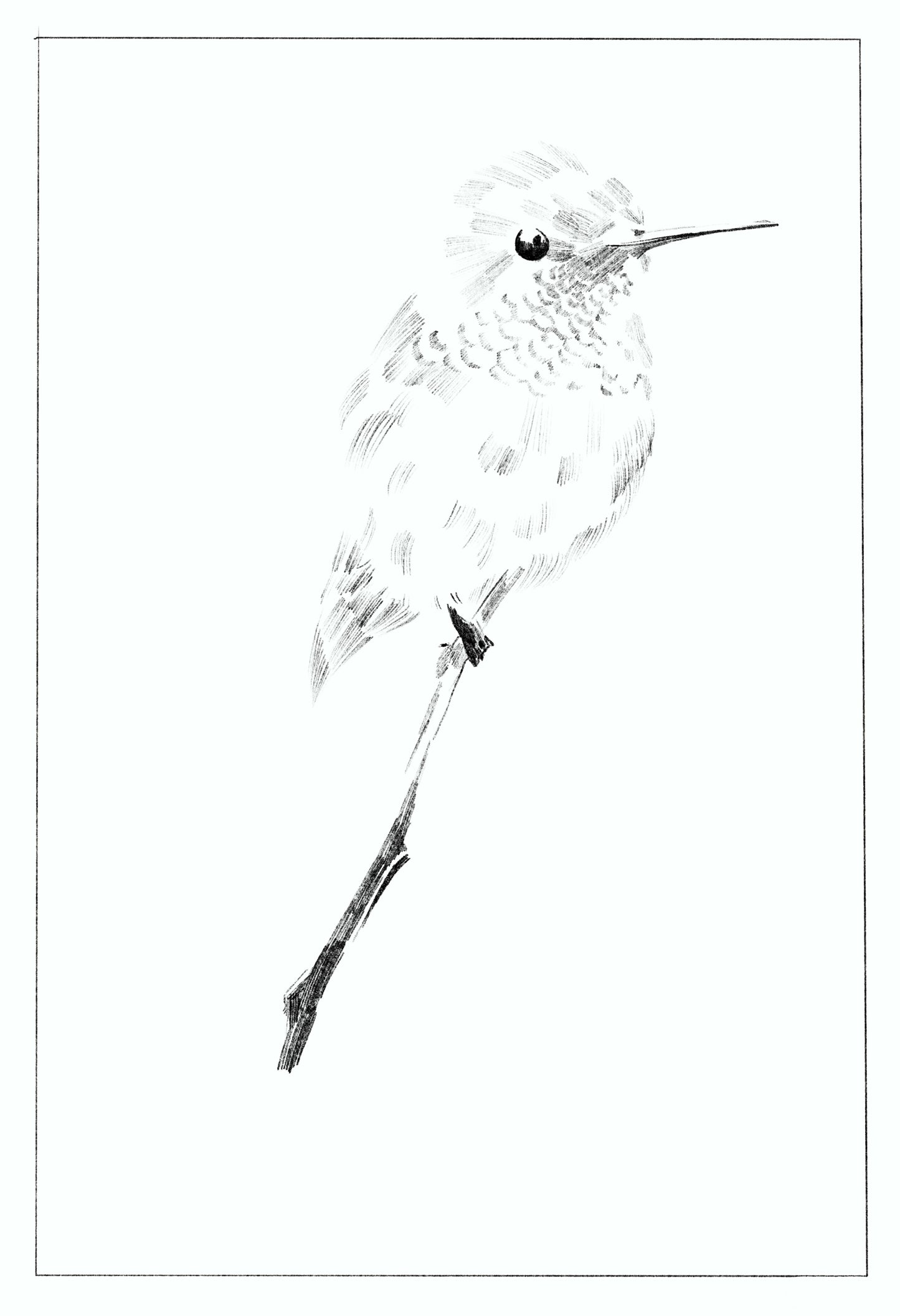 'Perched Bird' Digital Download